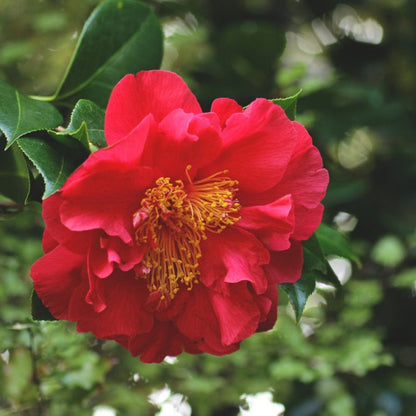 Greensboro Red Camellia plant in bloom with vibrant red petals and green foliage on Tampa Home & Garden Store