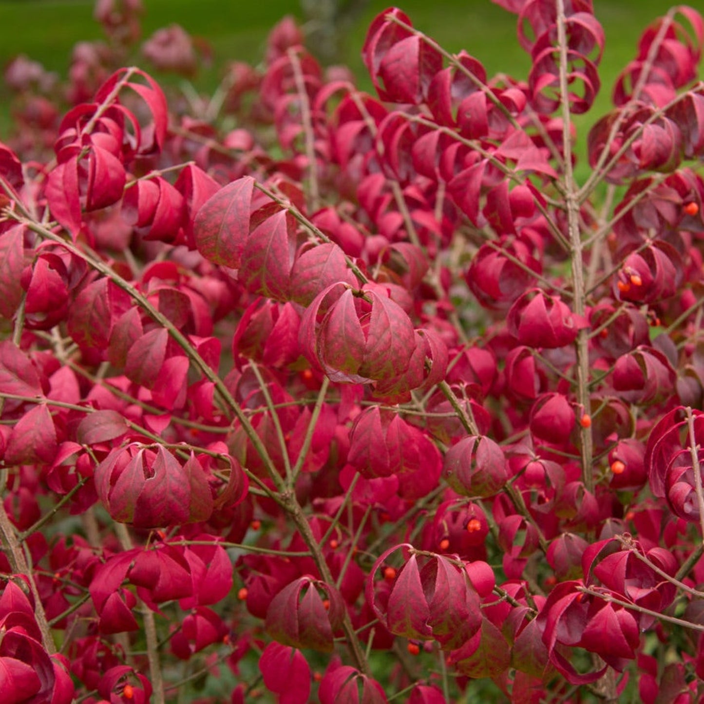 Burning Bush Compactus plant with red foliage, Live Good Logistics, outdoor shrub on Tampa Home & Garden Store