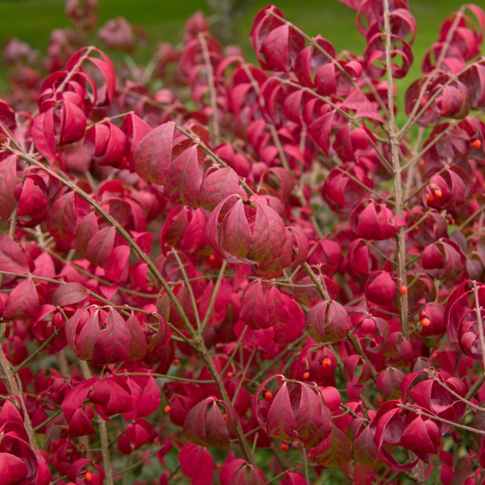 Burning Bush Compactus plant with red foliage, Live Good Logistics, outdoor shrub on Tampa Home & Garden Store