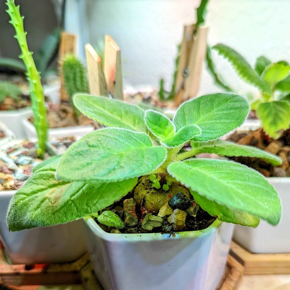 Sinningia Mix Gloxinia Seeds for Garden Blooms
