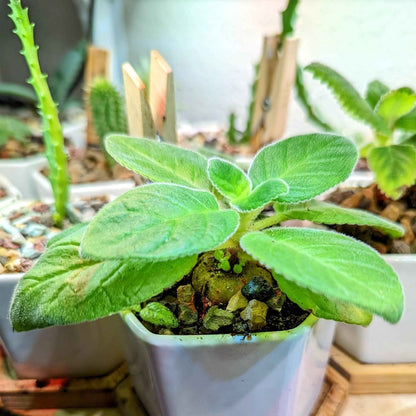 Sinningia Mix Gloxinia Seeds for Garden Blooms