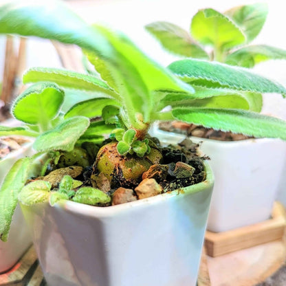 Sinningia Mix Gloxinia Seeds for Garden Blooms