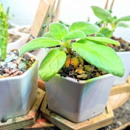 Sinningia Mix Gloxinia Seeds for Garden Blooms