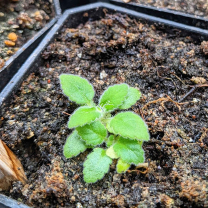 Sinningia Mix Gloxinia Seeds for Garden Blooms
