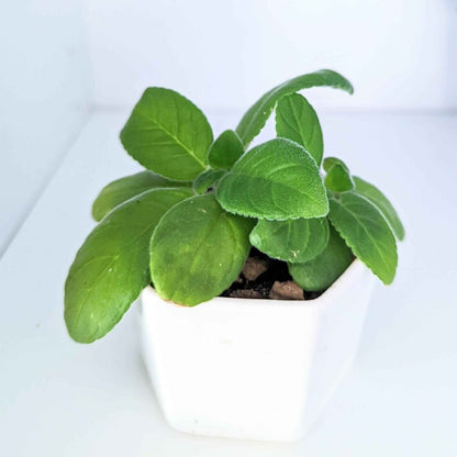 Sinningia Mix Gloxinia Seeds for Garden Blooms