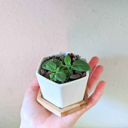 Sinningia Mix Gloxinia Seeds for Garden Blooms