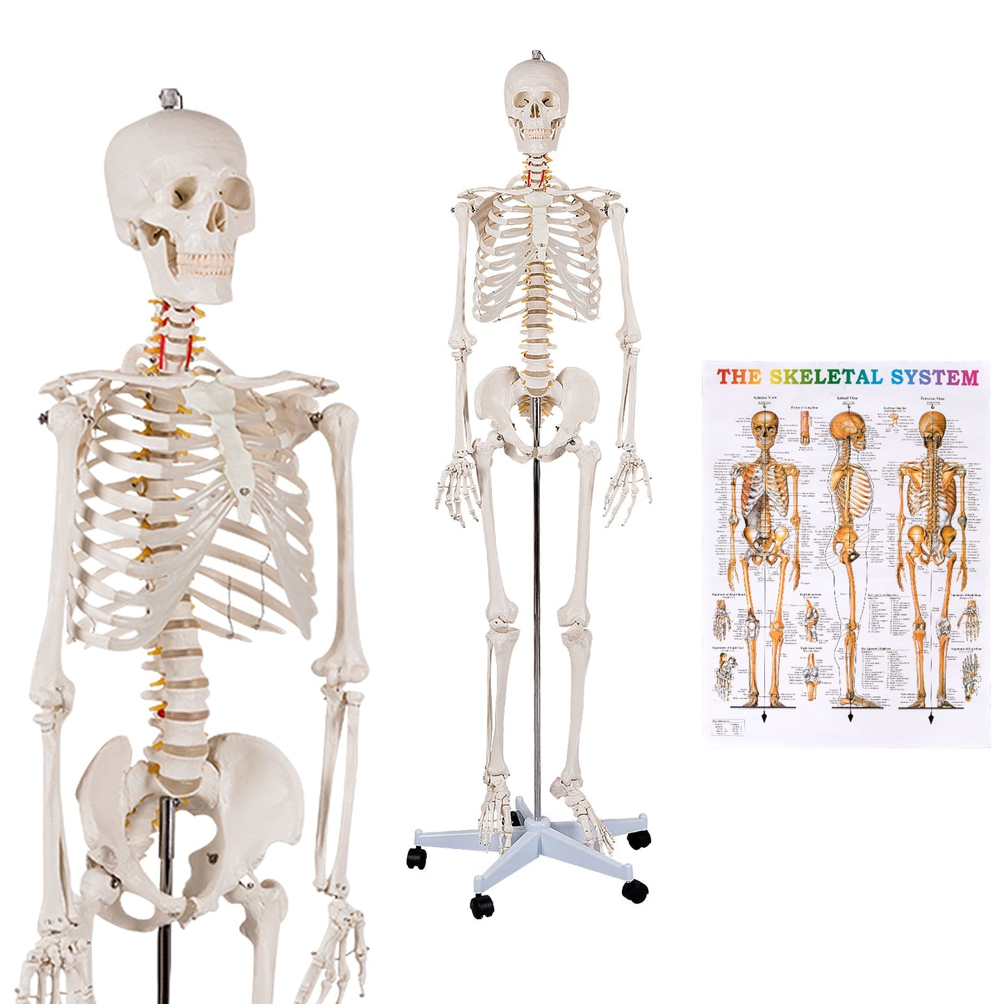 Esqueleto humano de tamaño real para la clase de anatomía de la facultad de medicina