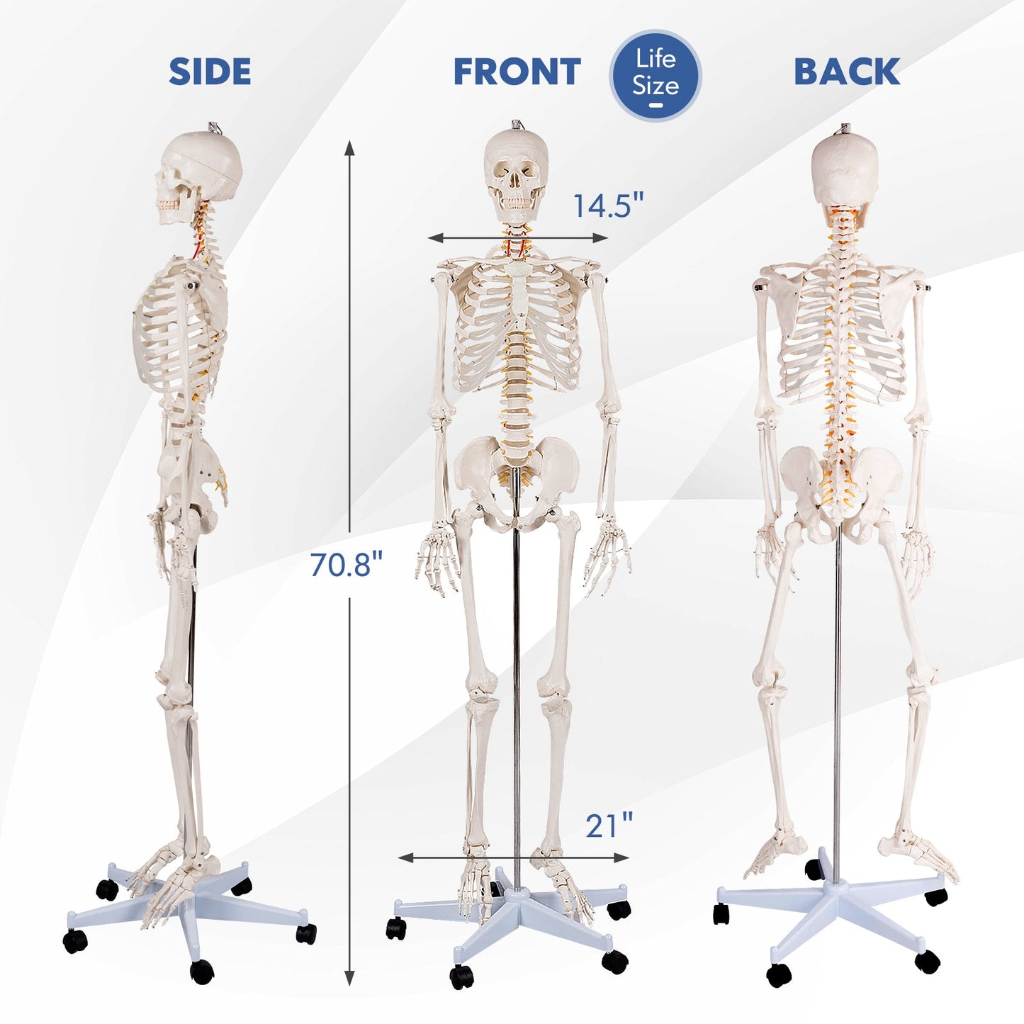 Esqueleto humano de tamaño real para la clase de anatomía de la facultad de medicina