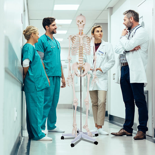 Esqueleto humano de tamaño real para la clase de anatomía de la facultad de medicina
