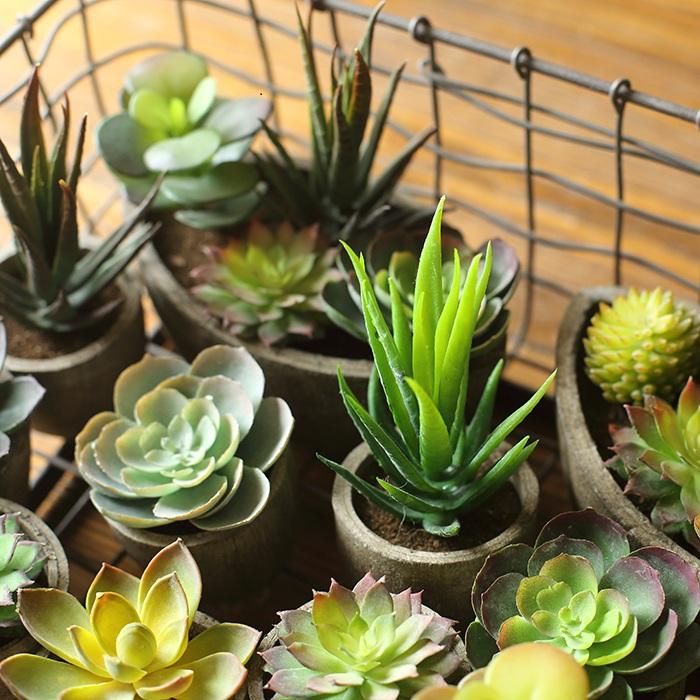 Small succulent set of 5 in concrete pots featuring rosettes and upright greens on Tampa Home & Garden Store