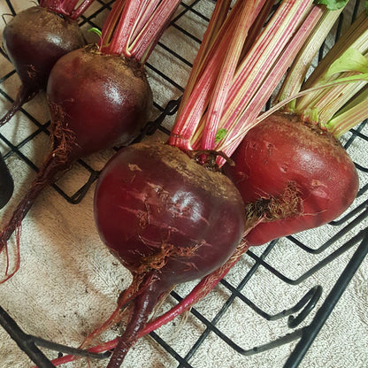Early Wonder Tall Beet beet seeds with purple-red roots and pink stems, pack of 4 on Tampa Home & Garden Store