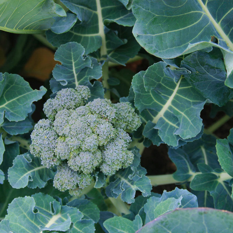 Brocoli biologique, Di Cicco (1/4 lb)