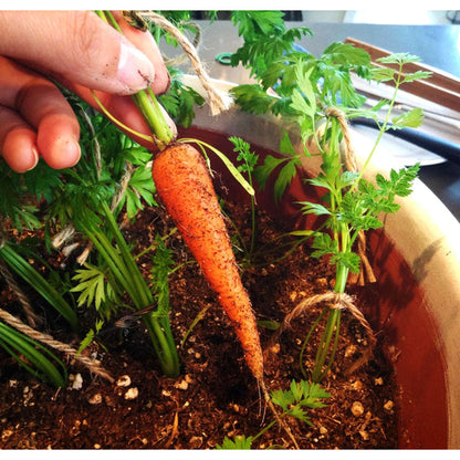 Little Finger carrot seeds in pot; orange carrot with tops pulled from soil Seedtime Store on Tampa Home & Garden Store