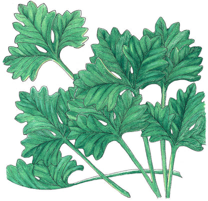 Cilantro seeds product illustration featuring bright green cilantro leaves and stems on Tampa Home & Garden Store