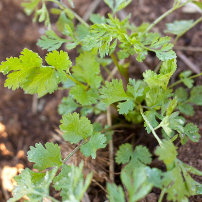 Cilantro Seeds (Organic) Grow Organic with green cilantro foliage in soil on Tampa Home & Garden Store
