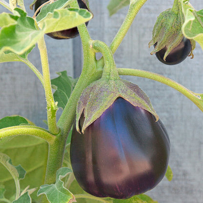 Black Beauty eggplant seeds on vine; purple fruit with green calyx Seedtime Store on Tampa Home & Garden Store