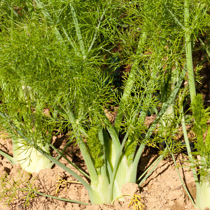 Graines de fenouil de Florence (biologiques)