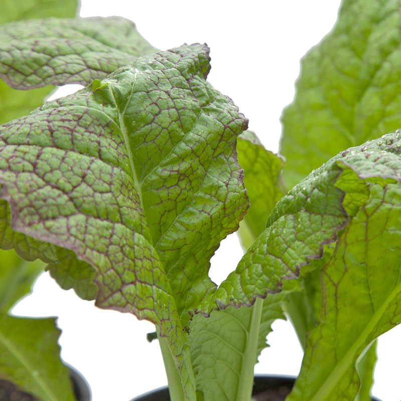 Graines de moutarde géantes rouges vertes (biologiques)