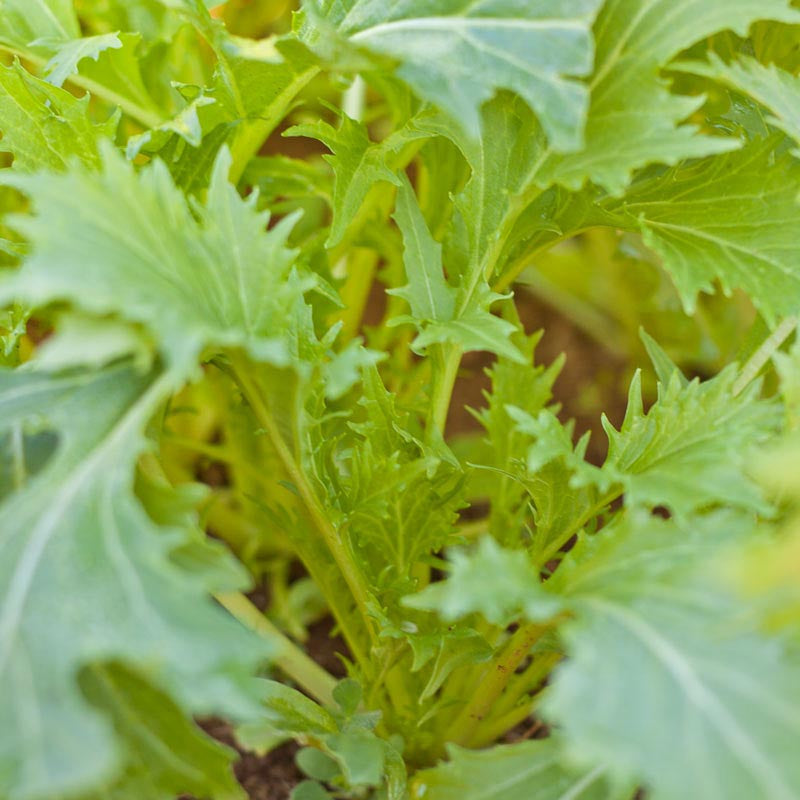 Mélange de graines de légumes verts épicés Mesclun (biologique)