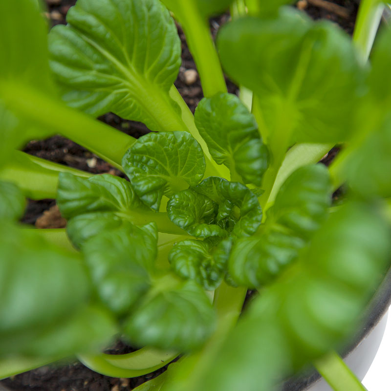 Graines de moutarde Tatsoi Greens (biologiques)