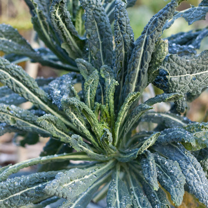 Lacinato Kale seeds plant with blue-green, crinkled, dew-kissed leaves Seedtime Store on Tampa Home & Garden Store