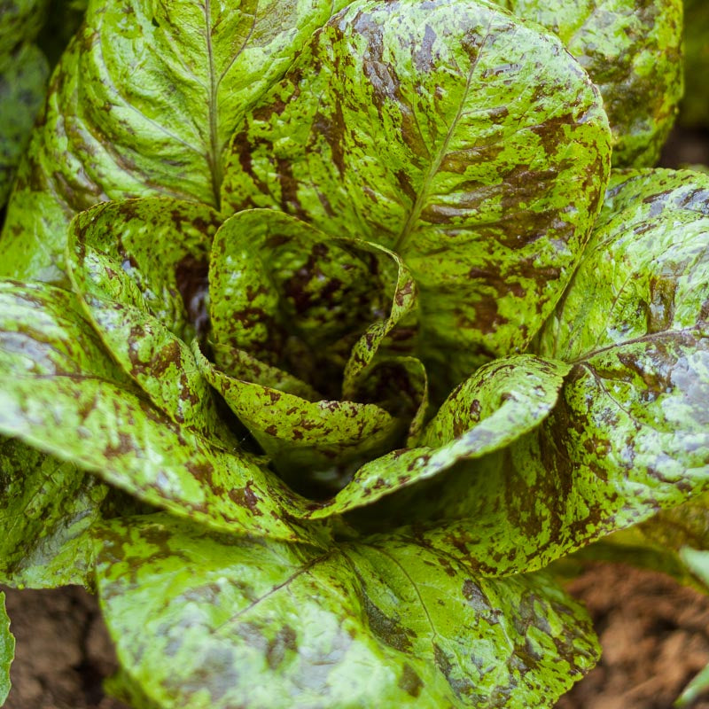 Mélange de graines de légumes verts épicés Mesclun (biologique)