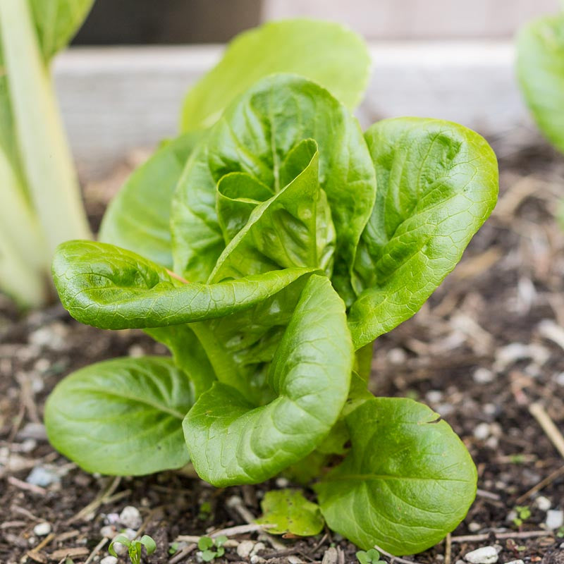 Mélange de graines de légumes verts épicés Mesclun (biologique)