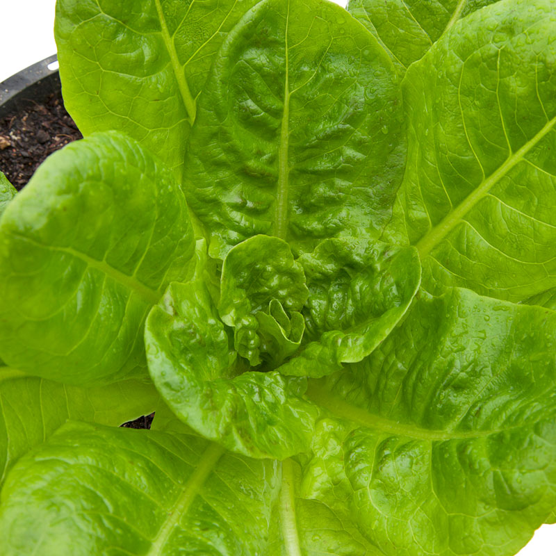 Lechuga orgánica, buttercrunch (1/4 lb)