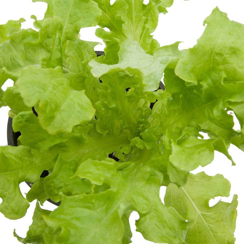 Graines de laitue pour salade verte (biologique)