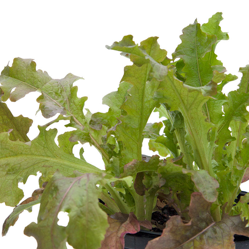 Graines de laitue pour salade rouge (biologique)