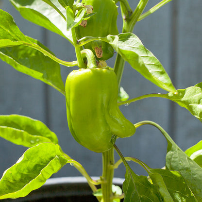 Cal Wonder Sweet Pepper seeds plant showing a green bell pepper fruit on Tampa Home & Garden Store
