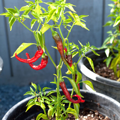 Cayenne Slim Hot Pepper plant with red curved pods in a pot on Tampa Home & Garden Store