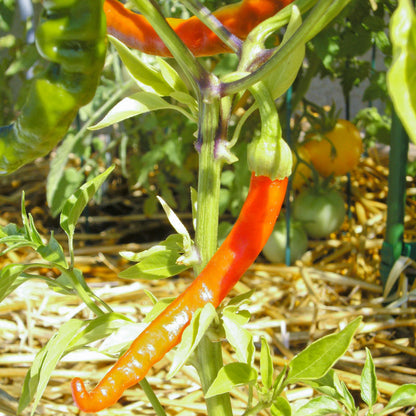 Cayenne Slim Hot Pepper seeds on a pepper plant with bright orange slender peppers on Tampa Home & Garden Store