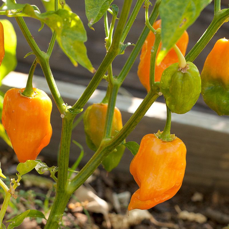 Graines de piment Habanero piquant (biologique)