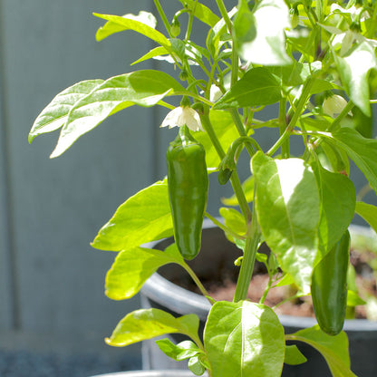 Early Jalapeño hot pepper seeds plant with two green peppers and white flowers on Tampa Home & Garden Store