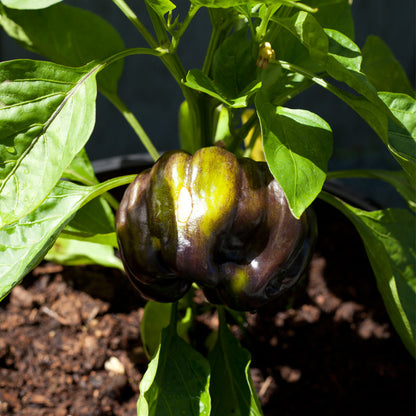 Purple Beauty Sweet Pepper seeds dark purple glossy pepper on green plant Seedtime Store on Tampa Home & Garden Store