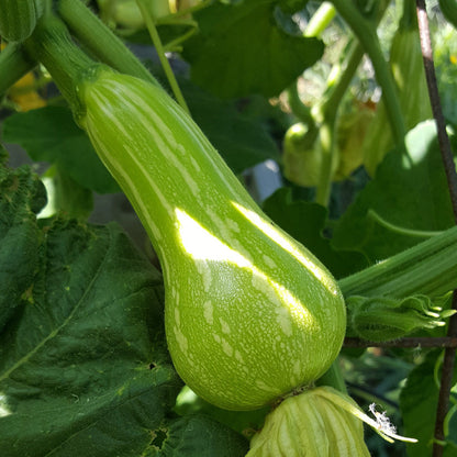 Butternut winter squash seeds two green striped teardrop squash on vine on Tampa Home & Garden Store
