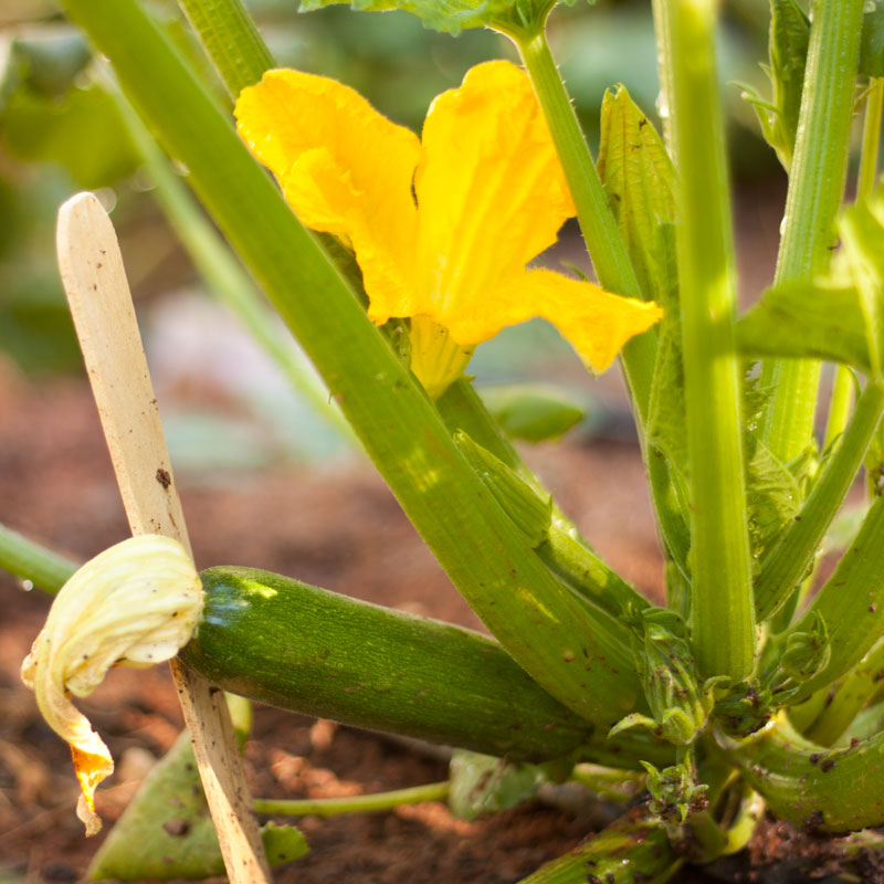 Courge biologique, courgette verte foncée d'été (1/4 lb)