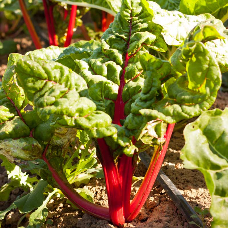 Graines de bette à carde rouge rubis (biologiques)