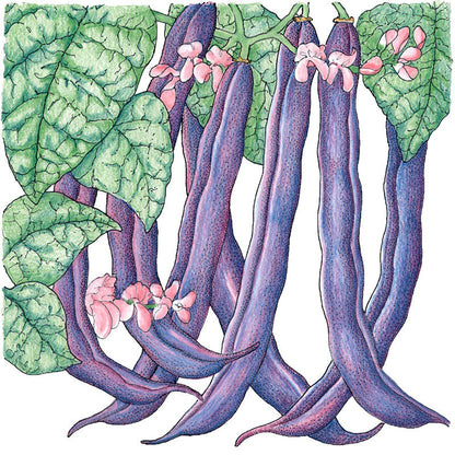 Royalty Purple Pod Bush Bean seeds with long purple pods on green leafy vines on Tampa Home & Garden Store