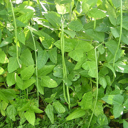 Yard Long Pole Bean pods on lush green bean vines with dense foliage on Tampa Home & Garden Store
