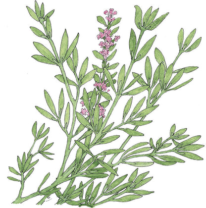 German Winter Thyme seeds plant with slender green leaves and pink flower spikes on Tampa Home & Garden Store