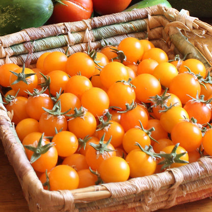 Gold Nugget Tomato seeds orange cherry tomatoes in a woven basket Seedtime Store on Tampa Home & Garden Store