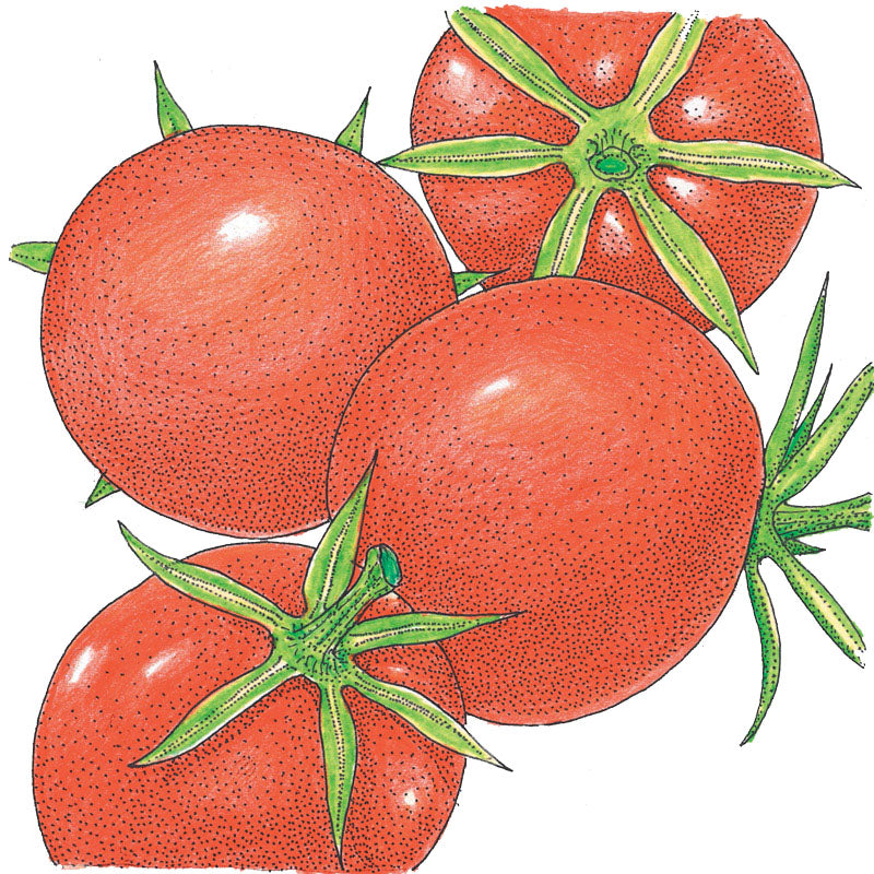 Semillas de tomate Burbank (orgánicas)