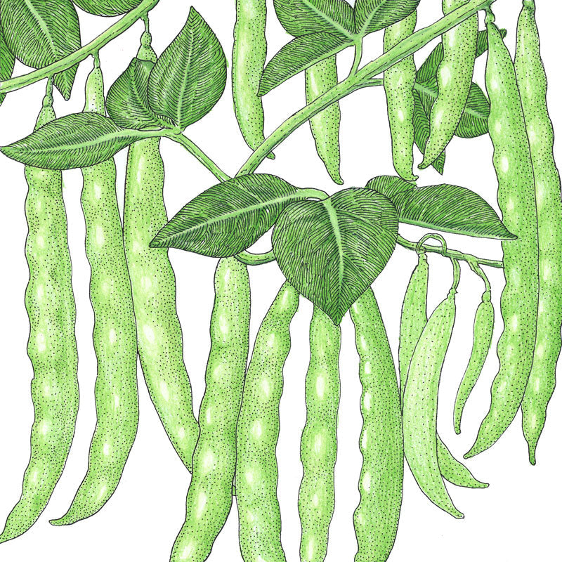 Graines de haricots verts italiens (biologiques)