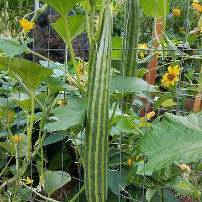 Striped cucumber seeds two long green striped cucumbers on a trellis among yellow blooms on Tampa Home & Garden Store