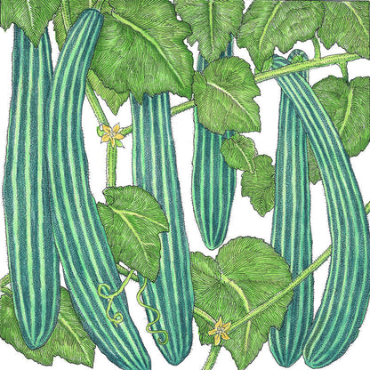 Suyo Long Cucumber seeds illustration with striped cucumbers on vine leaves Seedtime Store on Tampa Home & Garden Store