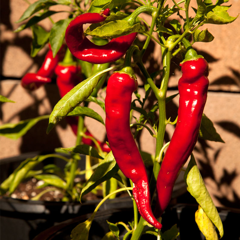 Semillas de pimiento dulce Nardello (orgánico)