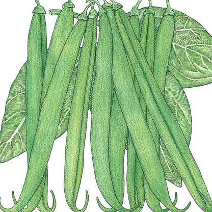 French Garden Bean seeds Seedtime Store green slender bean pods on Tampa Home & Garden Store