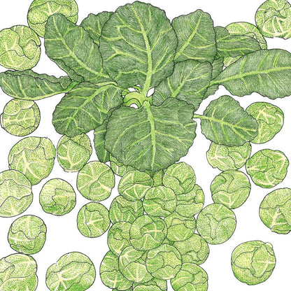Darkmar 21 Brussels Sprouts seeds from Seedtime Store, green Brussels sprouts illustration on Tampa Home & Garden Store